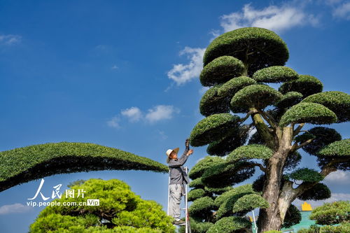 浙江金華 盆景整形激活綠色富民，樹(shù)木種植拓展經(jīng)濟(jì)新路