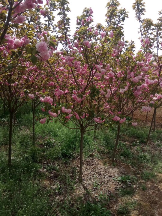 烏桕樹(shù)批發(fā) 50元/株，打造綠色財(cái)富的秘密武器