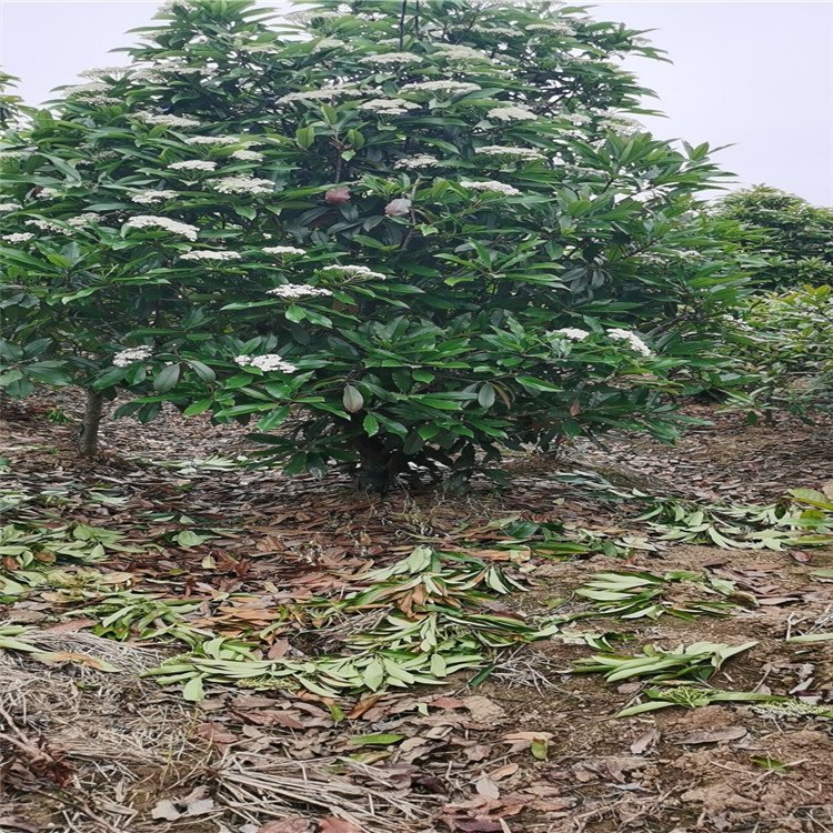 中華石楠球樹(shù)木種植經(jīng)營(yíng)指南